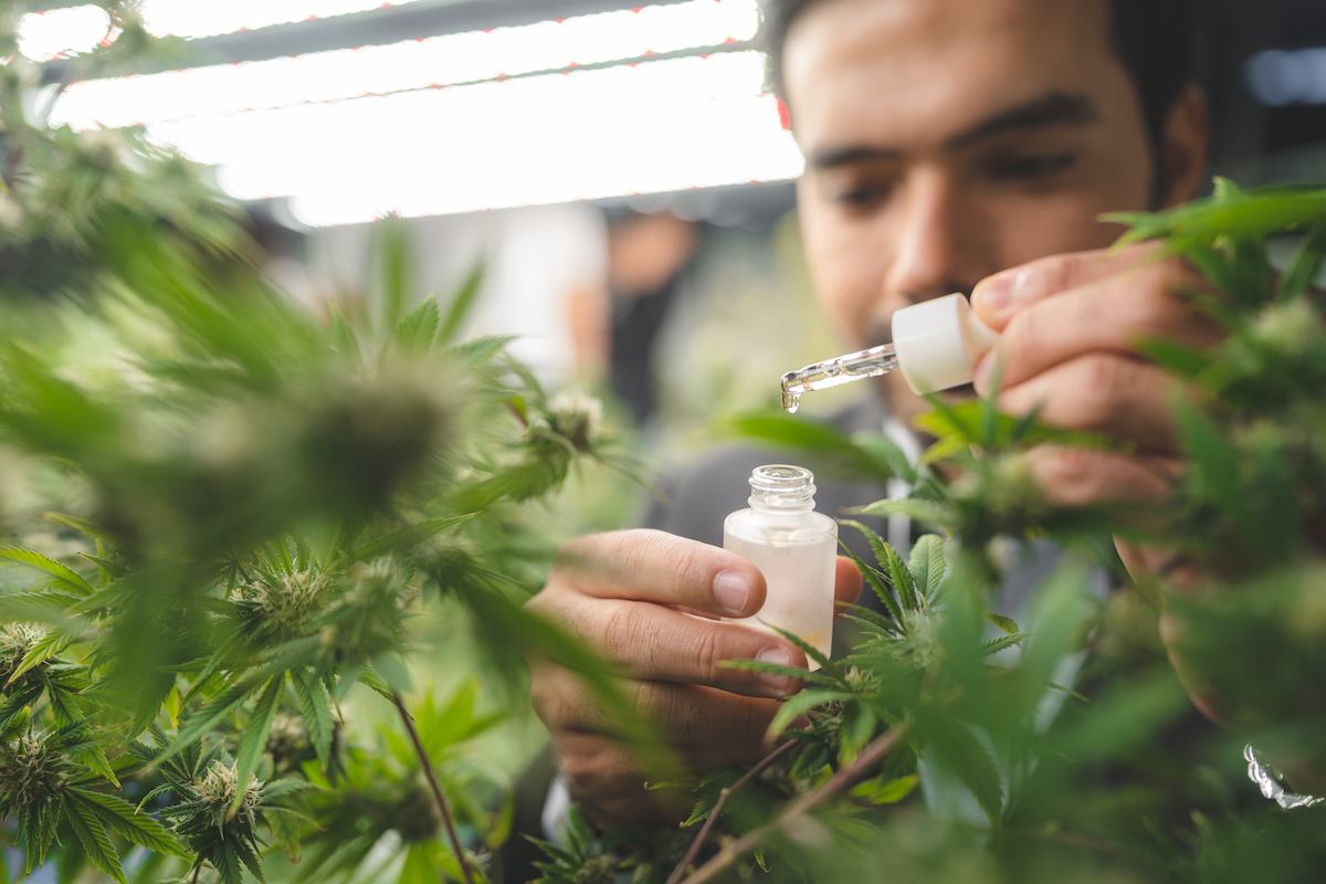 Exploring the Terpenes in Your Favorite Oregon Cannabis Strains