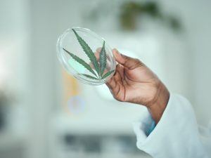 How To Microdose With Cannabis Delivery In Portland, Or