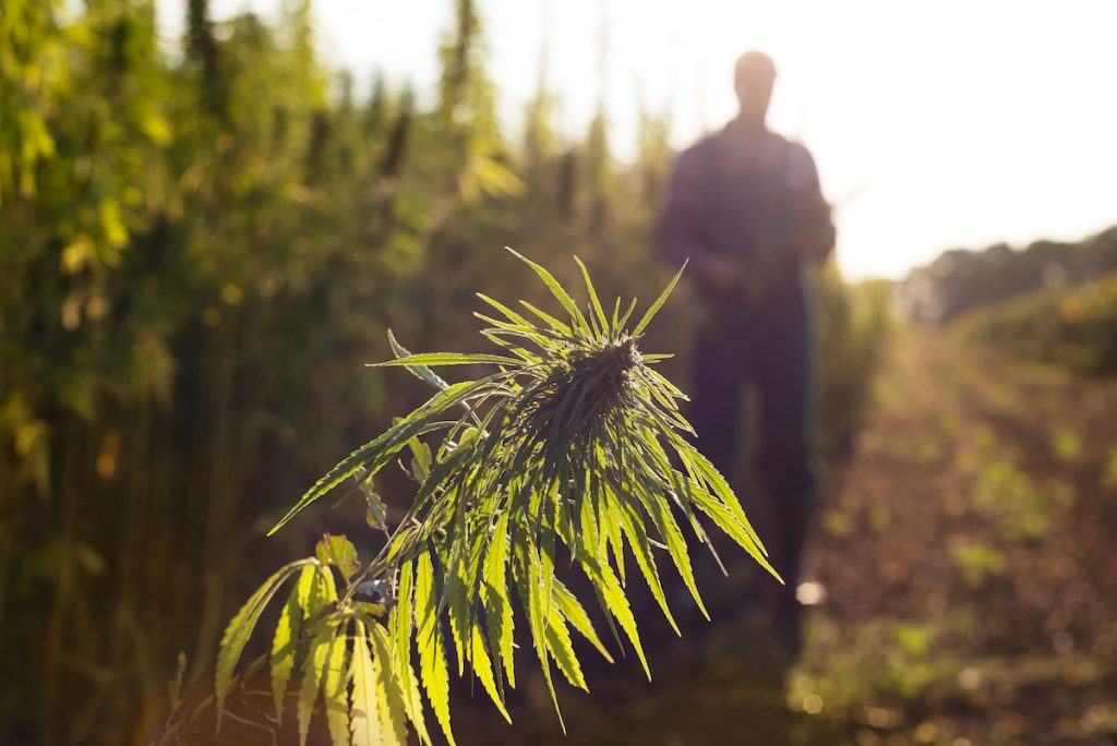 Oregon Cannabis Delivery Laws 2025