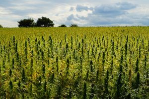 Sun Drenched Hemp Field In Summer.