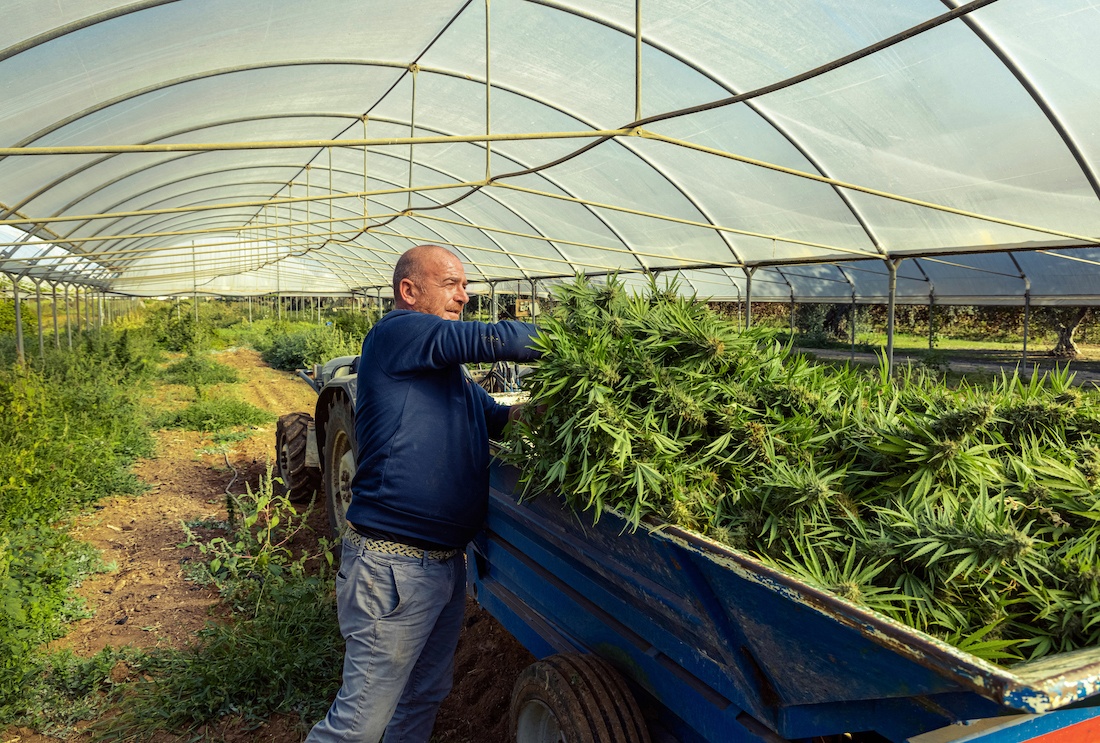 What makes Oregon grown cannabis special?