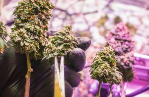 Oregon Cannabis Laws 2025