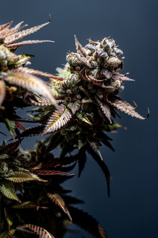 The Science Behind Cannabis Strains